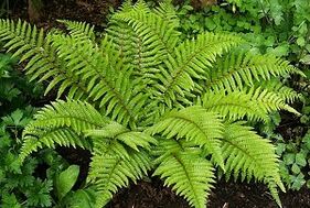 obklady pro léčbu křečových žil